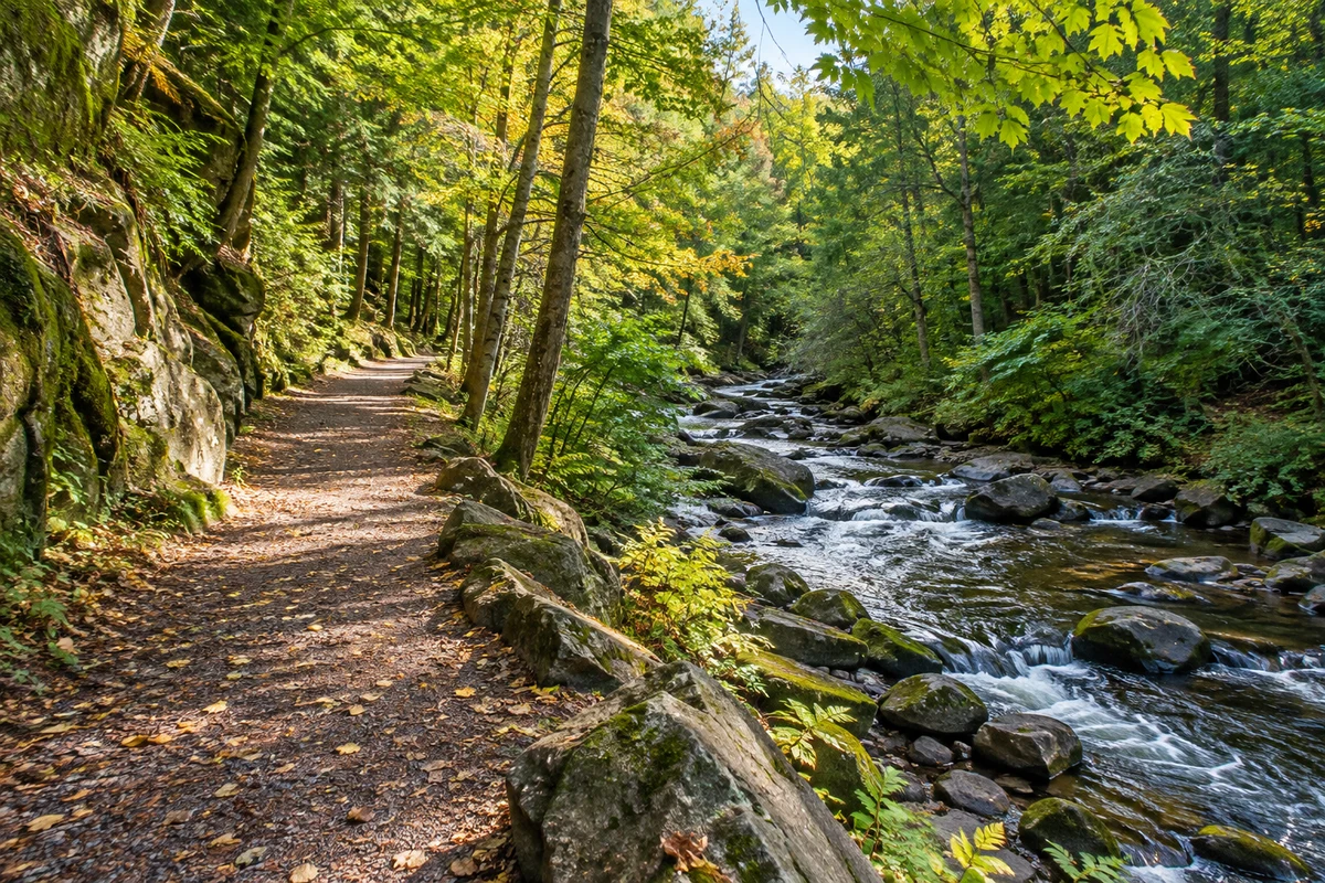 A leafy park trail beside a small rocky stream in a wooded ravine.